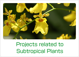 Projects related to Subtropical Plants