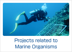 Projects related to Marine Organisms