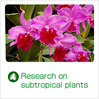 Research on subtropical plants