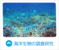 海洋生物の調査研究