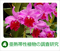 亜熱帯性植物の調査研究