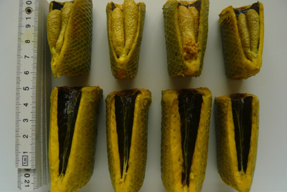 世界中で養殖されている淡水魚 ティラピアの高温飼育による不妊化に成功