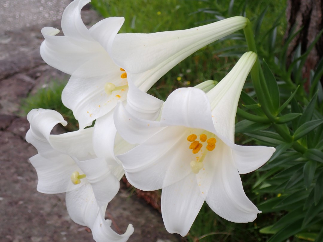 純白の花が咲き揃っています