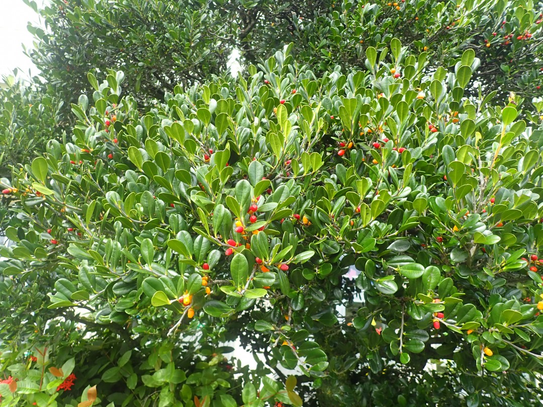 カラフルな果実が実りました