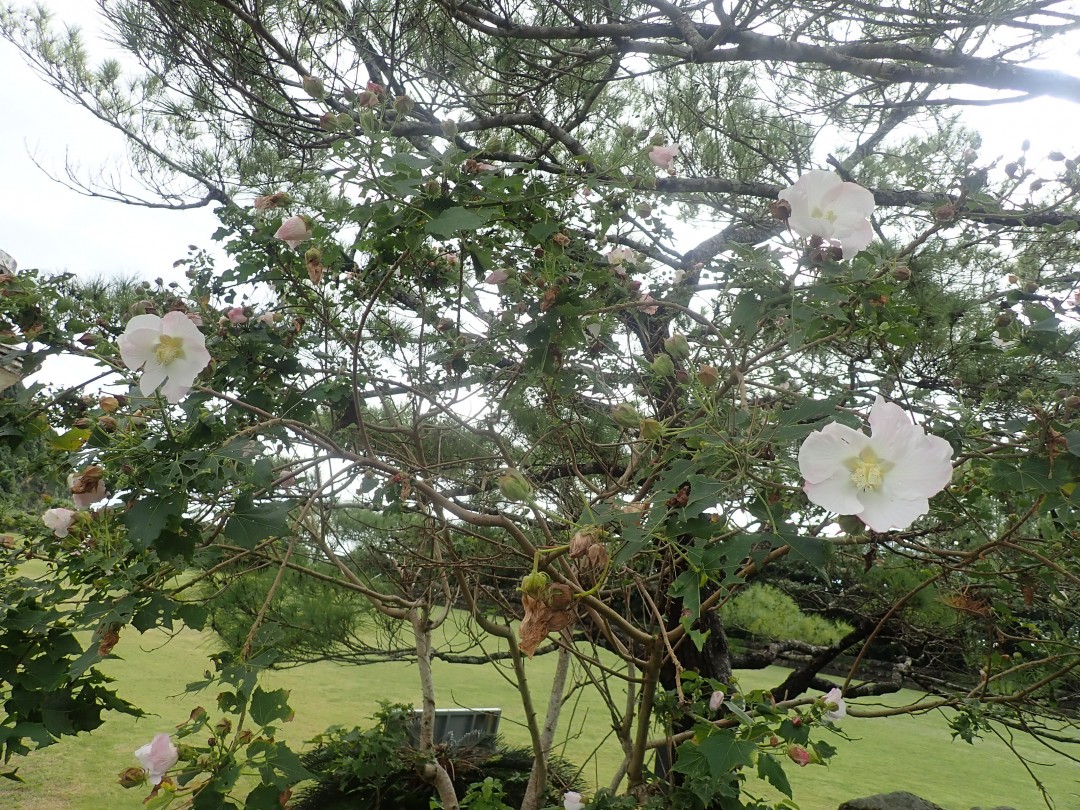 綺麗な花が咲いています