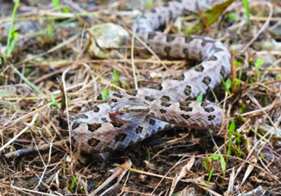 12/5開催！タイワンハブの沖縄島北部における現状と課題