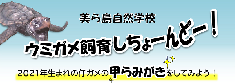 ウミガメ飼育しちょーんどー！