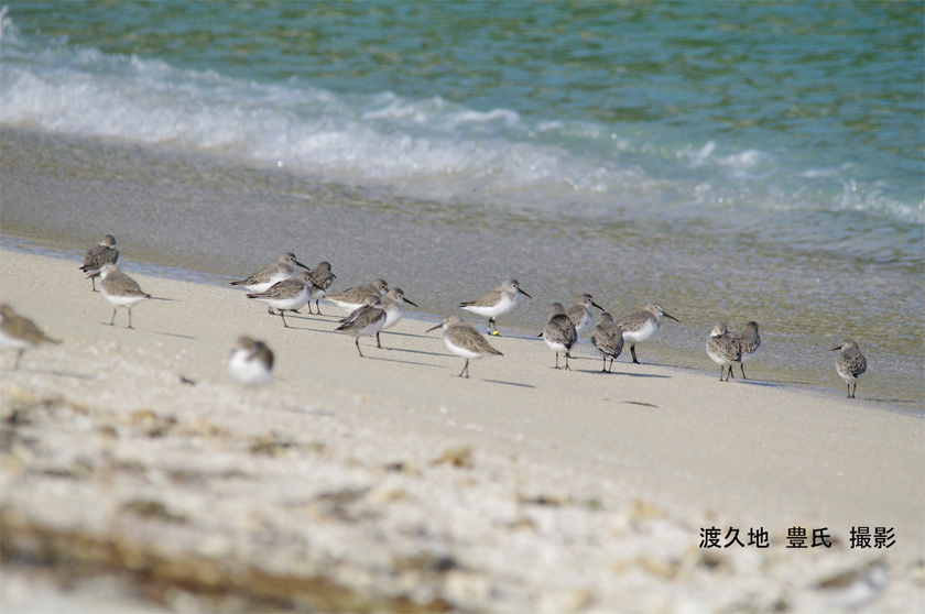 冬の渡り鳥たちに会いに行こう！「屋我地島干潟の野鳥かんさつ」参加者募集！