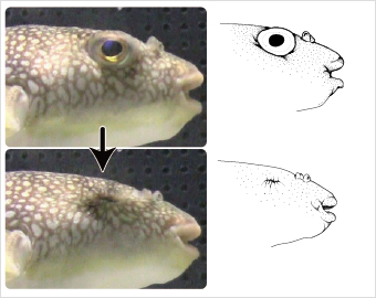 フグが「目をつむる」仕組みを解明