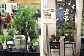 沖縄県産希少植物