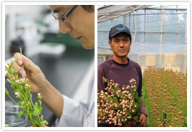 沖縄の在来植物を利用した観賞植物の開発に関する調査研究