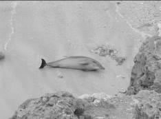 図-3 漂着したミナミバンドウイルカ（沖永良部島）