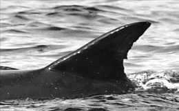 図-5 ミナミバンドウイルカの背びれ写真（写真提供：奄美クジラ・イルカ協会 興克樹氏）