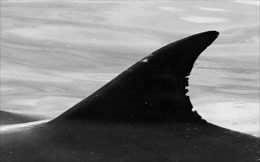 図-5 ミナミバンドウイルカの背びれ写真（写真提供：奄美クジラ・イルカ協会 興克樹氏）