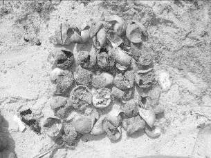 図-2 アオウミガメの孵化後の卵殻（本部町新里）