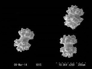 センジュノウトサカ（仮称）Cladiella australisの柄部骨片