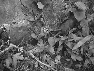 写真-15 ナンバンキンギンソウ（ラン科）※絶滅危惧種