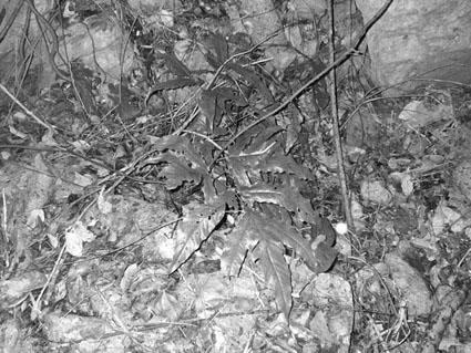 写真-21 カレンコウアミシダ（オシダ科）※絶滅危惧種