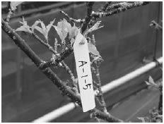 冷蔵保管庫での低温障害後の葉芽展開状況(２月６日)