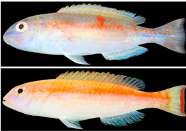 図-2　国内初記録のベラ科魚類（上：雄、下：雌）