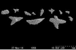 図-4　ビロードトゲトサカ　Dendronephthya haberei (柄部皮部分の骨片)