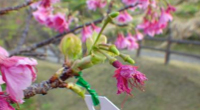 H.開花（１つ以上の花について、花を正面から見たとき、おしべとめしべが見える。）