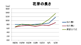 花芽の長さ