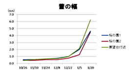 蕾の幅