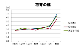 花芽の幅