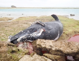 図-1漂着したザトウクジラ