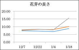 花芽の長さ