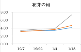 蕾の幅