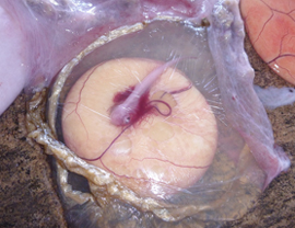 図-5　卵殻に包まれたイタチザメの胎仔