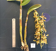 図-26　ラン科Dendrobium sp.