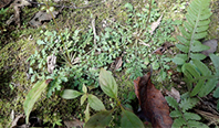図-2-2-2 渓流植物のヒメタムラソウ