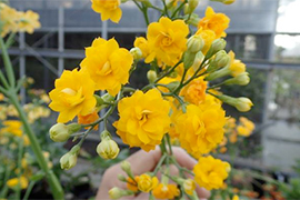 図-5 交配育種で誕生した黄色・八重咲きの優良系統