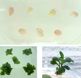 図-6 花弁培養の様子と再生した植物体