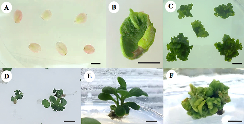 1) Petal culture