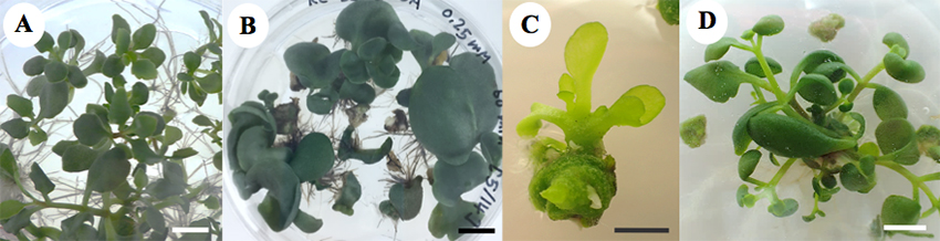 2) Induced mutagenesis using chemical mutagen