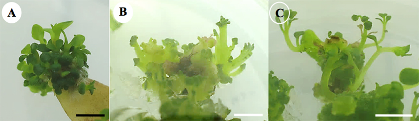 3) Induced mutagenesis using ultraviolet light