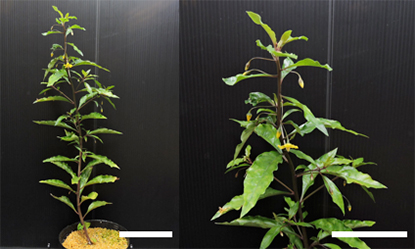 図-1　モロコシソウLysimachia sikokiana 左図のバーは10 cm、右図のバーは5 cmを示す。