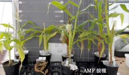 写真-4 有機液肥と菌根菌が黒トウモロコシの生育に及ぼす影響