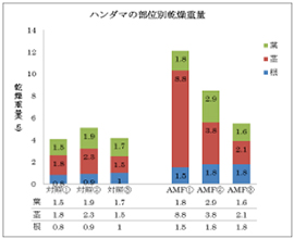 図-1　有機液肥と菌根菌がハンダマの乾物重量重に及ぼす影響