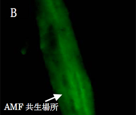 写真-10　ハンダマのAMF共生（撮影：石井孝昭）