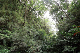  図-1-1-5 オキナワセッコクが生育する自然林