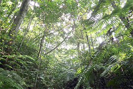 図-1-2-3 オキナワセッコクが生育する自然林