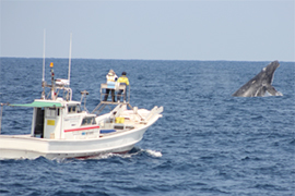 ２．ザトウクジラ調査