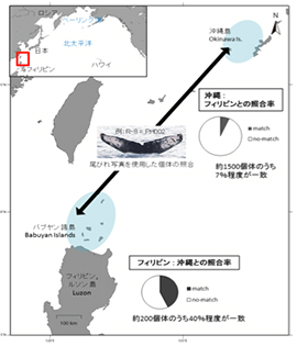 ２．ザトウクジラ調査