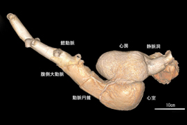 ５．プラスティネーションとX線断層装置を利用したジンベエザメの心臓の構造観察