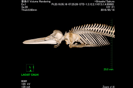 ３．CT検査を用いた骨学的構造の把握